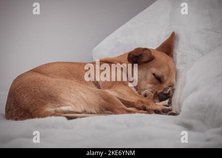 A cute mixed-breed sleeping dog nestled on the side in a comfortable bed on a white blanket. White background with empty space for text Stock Photo