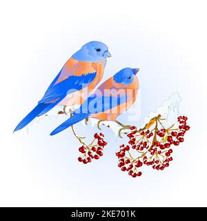Birds thrush small Bluebirds  songbirdons on on snowy tree rowan and berry winter background vintage vector illustration editable hand draw Stock Vector