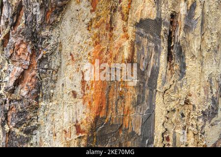 Wood resin coming out of wood. Tree sap coming out of a pine tree. Resin close-up. Extraction of resin from the trunk of a tree. Stock Photo