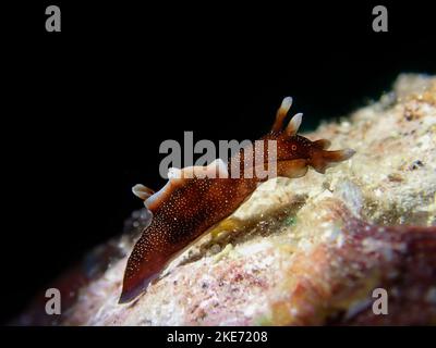 A macro of a dwarf sea hare underwater Stock Photo