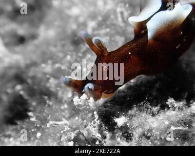 A macro of a dwarf sea hare underwater Stock Photo