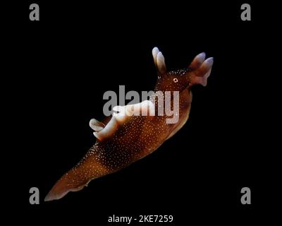 A macro of a dwarf sea hare underwater Stock Photo