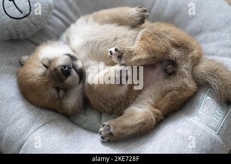 Shiba Inu Puppy Stock Photo