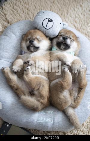 Shiba Inu Puppies Stock Photo