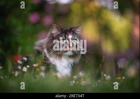 Norwegian forest cat in front of flowers Stock Photo