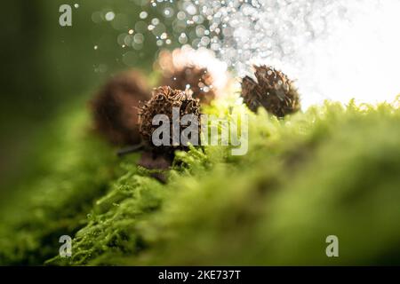 Buchecker der Rotbuche auf Moos am Waldboden - Beechnut of the common beech on moss in the forest Stock Photo