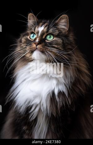 Norwegian Forest Cat Portrait Stock Photo