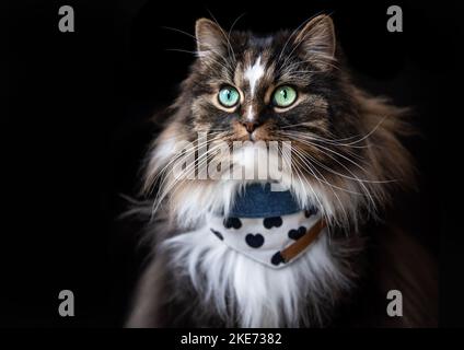 Norwegian Forest Cat Portrait Stock Photo