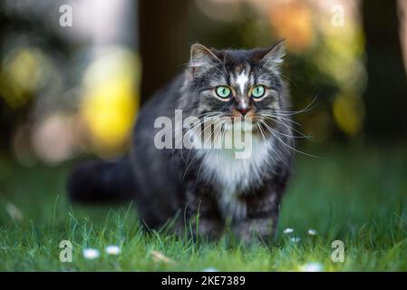Norwegian Forest Cat on the meadow Stock Photo