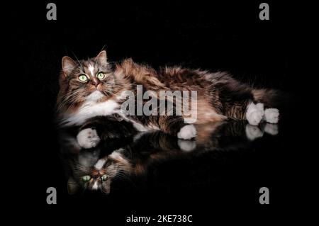 lying Norwegian Forest Cat Stock Photo