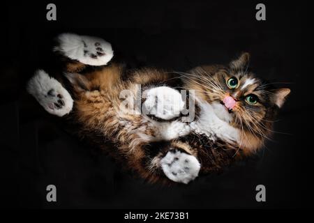 Norwegian Forest Cat Stock Photo