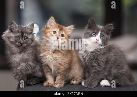 sitting German Longhair Kitten Stock Photo