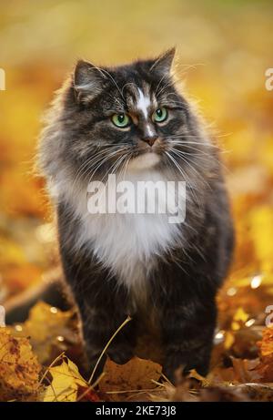 standing Norwegian Forest Cat Stock Photo