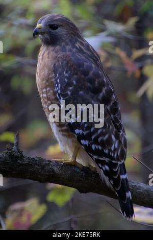 A Cooper's Hawk (Accipiter cooperii) perched on a tree branch while looking aside Stock Photo