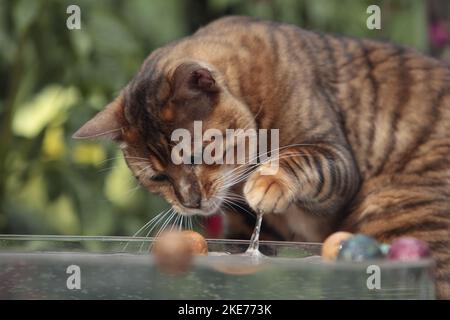 playing Toyger Stock Photo