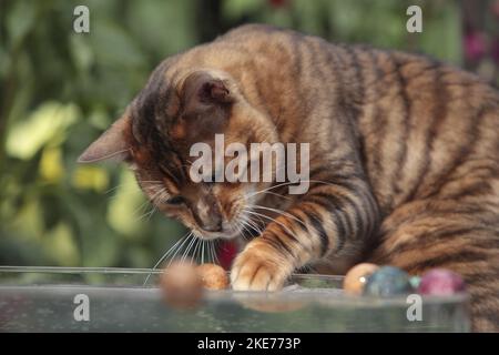 playing Toyger Stock Photo