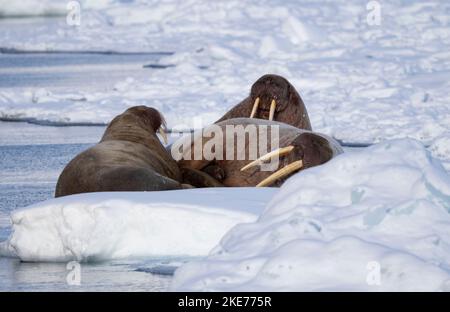 Walrus (Odobenus rosmarus) Stock Photo