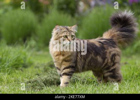 Cashmere Bengal Stock Photo