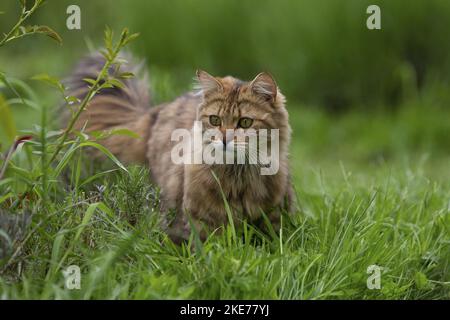 Cashmere Bengal Stock Photo