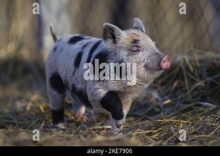 Mini pig piglet Stock Photo