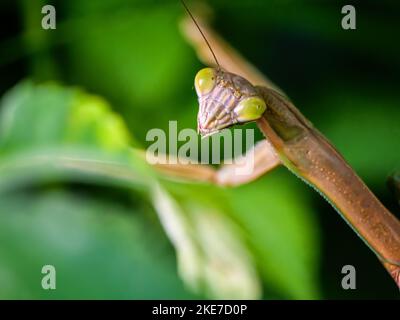 Chinese mantis, close up. Cook County, Illinois. Stock Photo