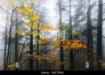 Foreste Casentinesi, forest in autumn, mystery mood Stock Photo