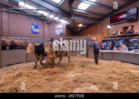 Cattle being auctioned at Carmarthen livestock market Stock Photo