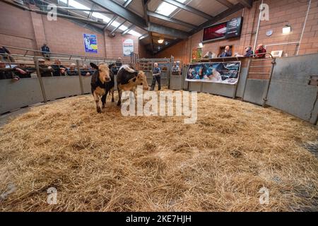 Cattle being auctioned at Carmarthen livestock market Stock Photo