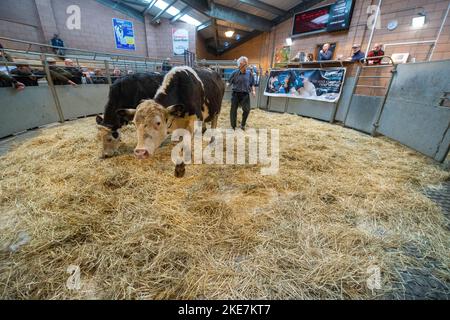 Cattle being auctioned at Carmarthen livestock market Stock Photo