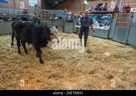 Cattle being auctioned at Carmarthen livestock market Stock Photo