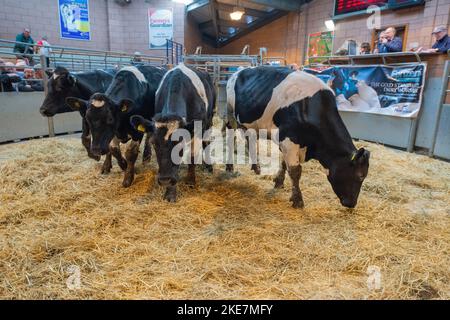 Cattle being auctioned at Carmarthen livestock market Stock Photo