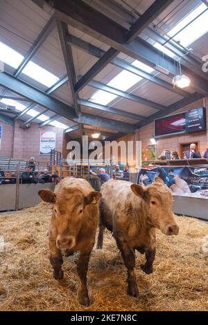 Cattle being auctioned at Carmarthen livestock market Stock Photo