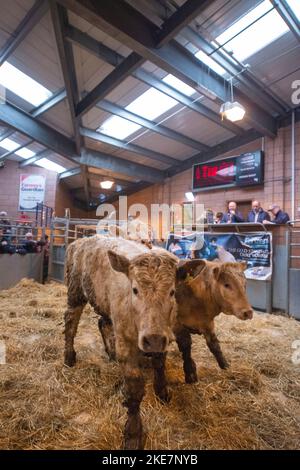 Cattle being auctioned at Carmarthen livestock market Stock Photo