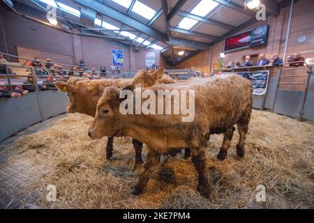 Cattle being auctioned at Carmarthen livestock market Stock Photo