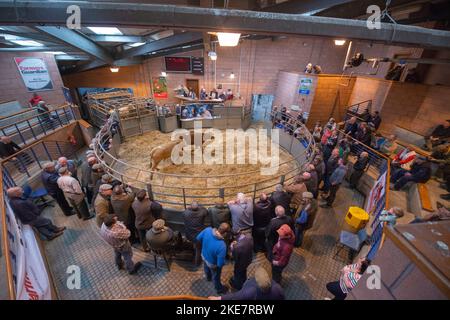 Cattle being auctioned at Carmarthen livestock market Stock Photo