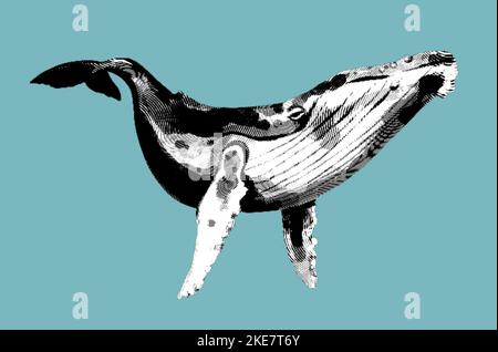 an engraving of a humpback whale. realistic illustration of a humpback whale Stock Photo