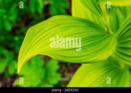 Close-up of wildflower leaf; Eveline State Recreation Park; Homer; Alaska; USA Stock Photo