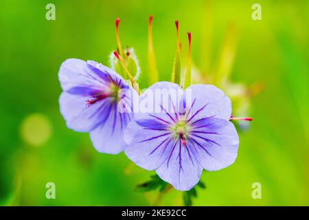 Wild Geranium; Cranesbill; Geranium maculatum; erianthum; Eveline State Recreation Park; Homer; Alaska; USA Stock Photo