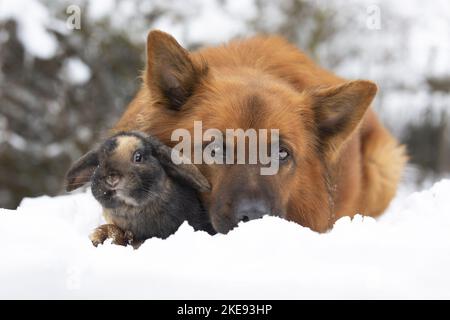 Harz Fox with Mini Lop Stock Photo