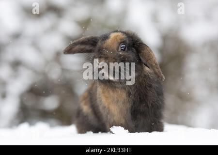 Mini Lop in snow Stock Photo