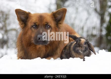 Harz Fox with Mini Lop Stock Photo
