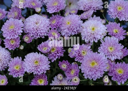 Beautiful flowers as background, delicate blooming flowers festive background, Colorful spring flower background, selective focus. Stock Photo