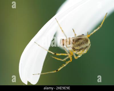 common candy-striped spider (Enoplognatha ovata) lurking underneath the petal of a white daisy flower. This is an European species that has been intro