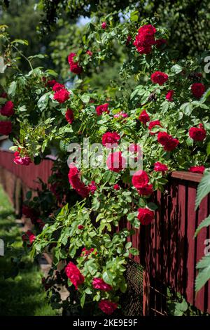 Red roses bush over fence Stock Photo