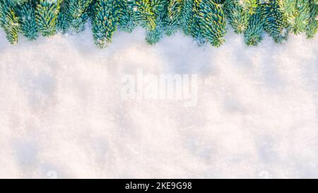 Christmas tree branches in snow in sunlight. Snow texture background Stock Photo