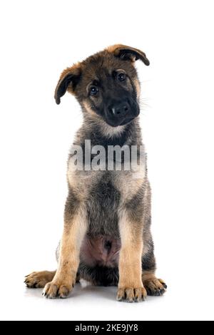 puppy german shepherd in front of white background Stock Photo