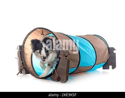 Shetland Sheepdog in front of white background Stock Photo