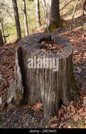 Tree Stump in Forest in Autumn Stock Photo
