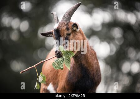 African pygmy goat Stock Photo