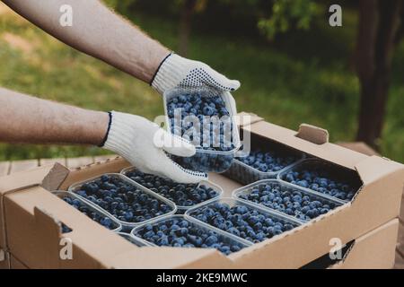 Male hands holding plastic container with large blueberries over cardboard box or crate full of blueberry. Berry shipping, delivery concept. Seller showcase the product. Worker show collected product Stock Photo